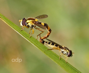 Sphaerophoria scripta, hoverflies pair mating BC